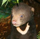 Perth Zoo - Lennox Head Accommodation