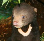 Perth Zoo - Lennox Head Accommodation 0