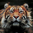 Perth Zoo - Lennox Head Accommodation 2