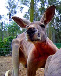 Birdland Animal Park - Lennox Head Accommodation 3