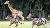 Mogo Zoo - Lennox Head Accommodation 2