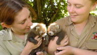 Mogo Zoo - Lennox Head Accommodation 3