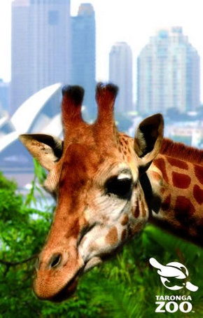 Taronga Zoo - Lennox Head Accommodation 3
