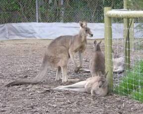Jirrahlinga Koala & Wildlife Sanctuary - Lennox Head Accommodation 0