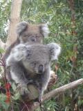 Jirrahlinga Koala & Wildlife Sanctuary - Lennox Head Accommodation 1