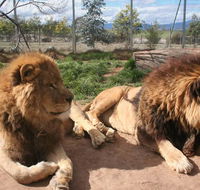Mansfield Zoo - Lennox Head Accommodation