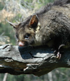 Moonlit Sanctuary Wildlife Conservation Park - Lennox Head Accommodation 0