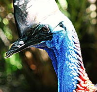 Alma Park Zoo - Lennox Head Accommodation