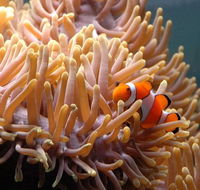 Reef HQ Great Barrier Reef Aquarium - Lennox Head Accommodation