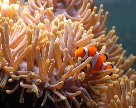 Reef HQ Great Barrier Reef Aquarium - Lennox Head Accommodation 0