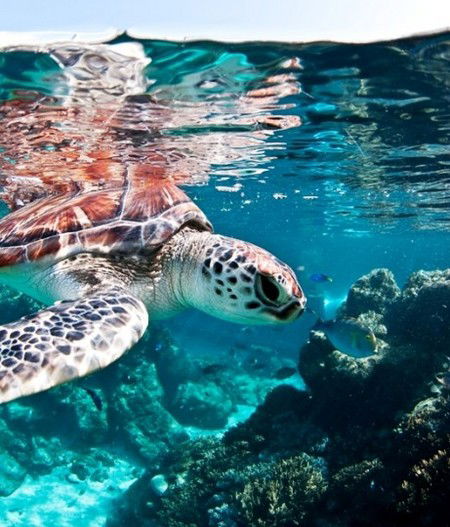 Reef HQ Great Barrier Reef Aquarium - Lennox Head Accommodation 1