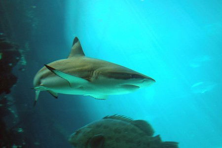 Reef HQ Great Barrier Reef Aquarium - Lennox Head Accommodation 2