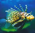 Underwater World - Lennox Head Accommodation