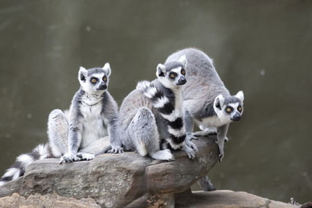 Adelaide Zoo - Lennox Head Accommodation 0