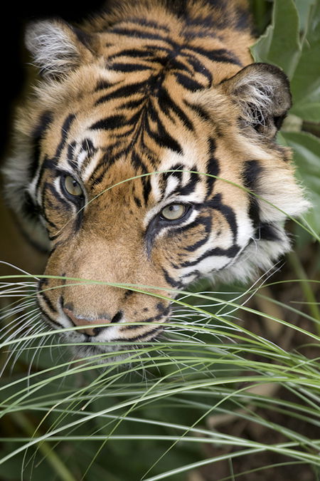 Adelaide Zoo - Lennox Head Accommodation 1