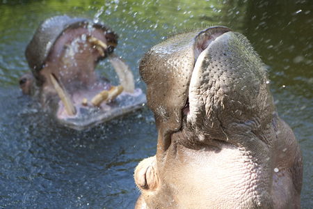 Adelaide Zoo - Lennox Head Accommodation 2