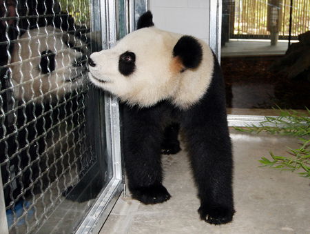 Adelaide Zoo - Lennox Head Accommodation 3