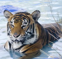 Zoo Doo Wildlife Park - Lennox Head Accommodation