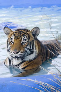 Zoo Doo Wildlife Park - Lennox Head Accommodation 0