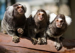 Zoo Doo Wildlife Park - Lennox Head Accommodation 1