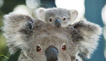 Port Macquarie NSW Lennox Head Accommodation