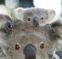 Billabong Koala and Wildlife Park - Lennox Head Accommodation