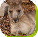 Calmsley Hill City Farm - Lennox Head Accommodation