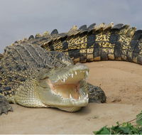 Dundee's Wildlife Park - Lennox Head Accommodation