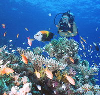 Drop Zone Dive Site - Lennox Head Accommodation