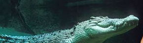 Territory Wildlife Park - Lennox Head Accommodation 3