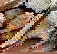 Alice Springs Reptile Centre - Lennox Head Accommodation