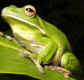 The Rainforest Habitat - Lennox Head Accommodation