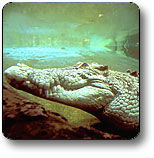 Kakadu National Park - Lennox Head Accommodation 1