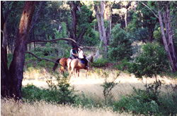 High Country Horses - Lennox Head Accommodation 1