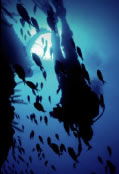 Scuba World - Lennox Head Accommodation 0