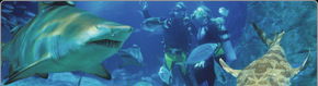 Scuba World - Lennox Head Accommodation 1