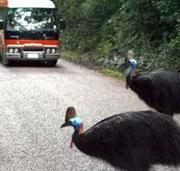 Kookaburra Tours - Lennox Head Accommodation