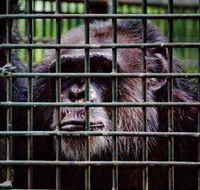 Rockhampton Zoo - Lennox Head Accommodation