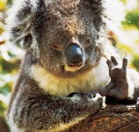 Gorge Wildlife Park - Lennox Head Accommodation