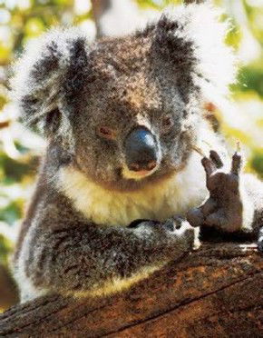 Gorge Wildlife Park - Lennox Head Accommodation 0