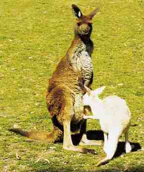 Gorge Wildlife Park - Lennox Head Accommodation 1