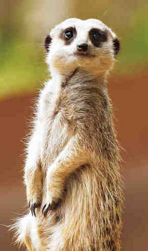 Gorge Wildlife Park - Lennox Head Accommodation 2