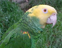 Gorge Wildlife Park - Lennox Head Accommodation 3