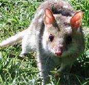 Urimbirra Wildlife Park - Lennox Head Accommodation