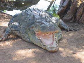 Wyndham Zoological Gardens And Crocodile Park - Lennox Head Accommodation 2