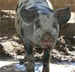 Wagga Wagga Zoo - Lennox Head Accommodation
