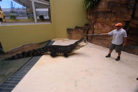 Crocosaurus Cove - Lennox Head Accommodation 2
