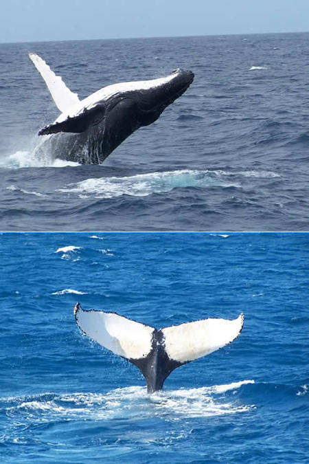 Mills Charters Fishing And Whale Watch Cruises - Lennox Head Accommodation 3
