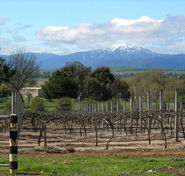 Buller View Wines - Lennox Head Accommodation