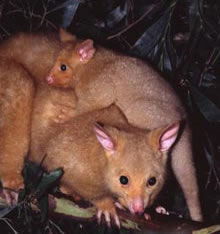Geckoes Wildlife Presentations - Lennox Head Accommodation 1